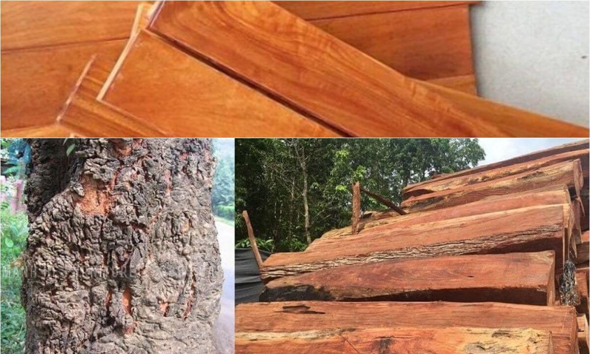 Gỗ căm xe là gì?