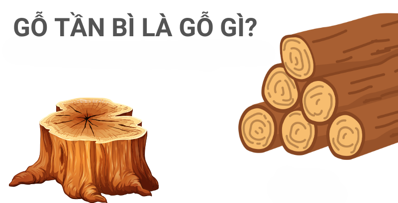 Gỗ tần bì là gỗ gì?