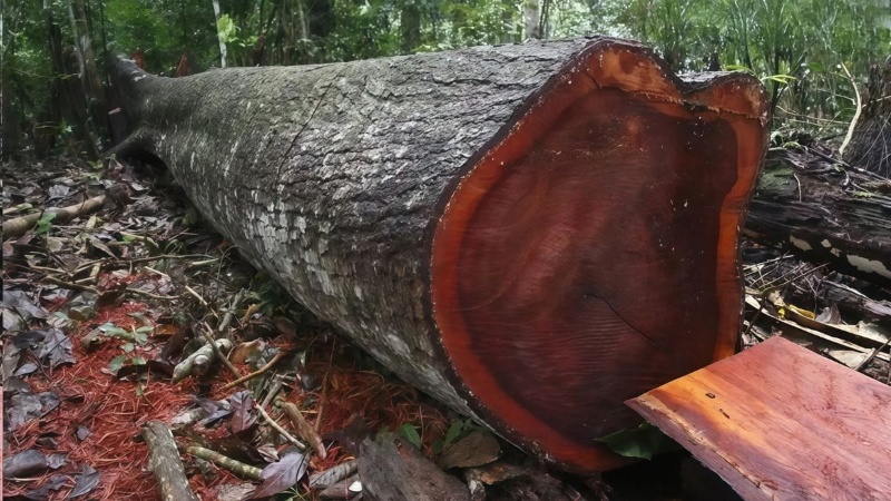 Gỗ nhóm 1 là gì? Gỗ nhóm 1 là gì?