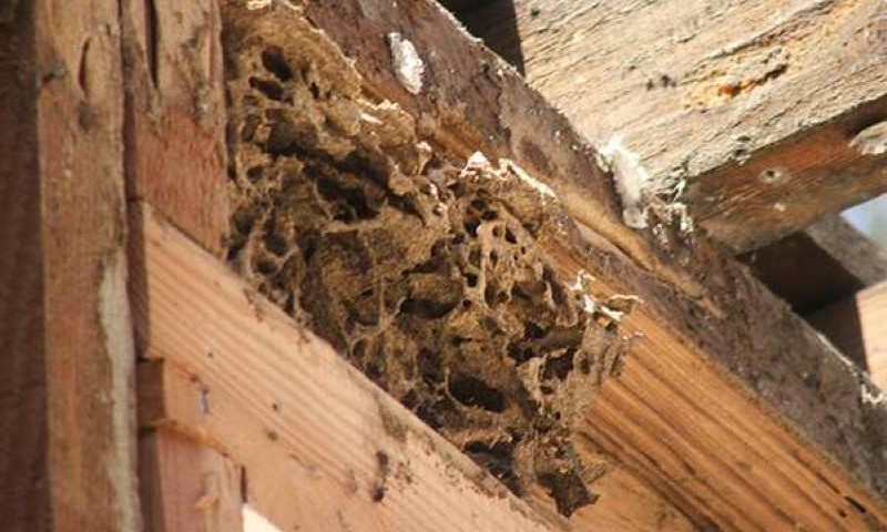 Cải tạo sửa chữa nhà gỗ