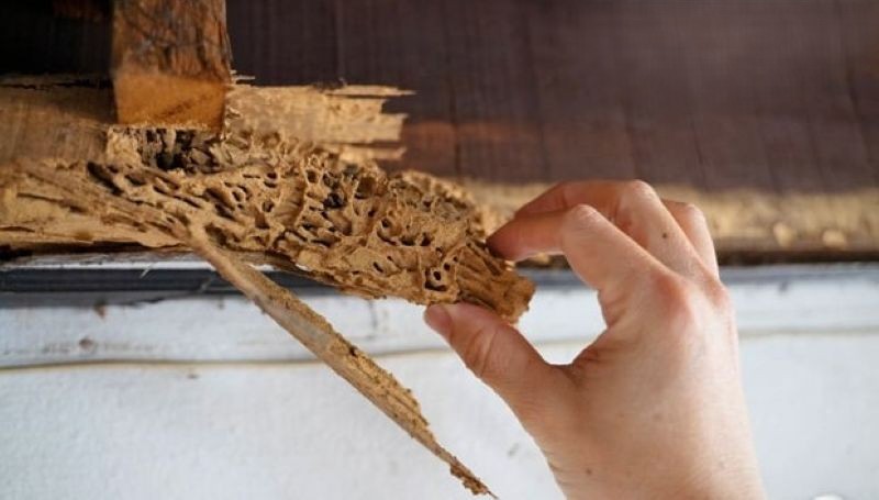 Cách xử lý gỗ bị mọt Cách xử lý gỗ bị mọt