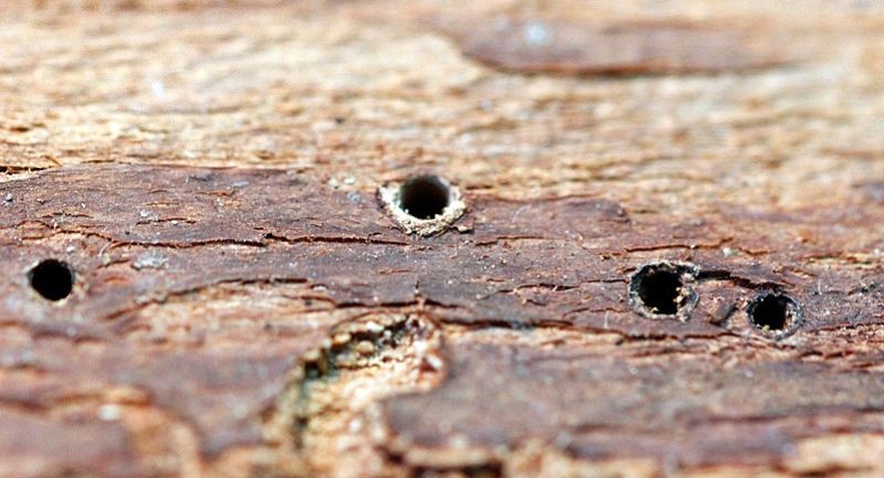 Gỗ bị mối mọt Gỗ bị mối mọt