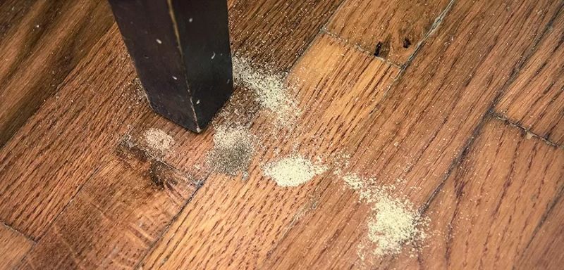 Gỗ bị mối Gỗ bị mối