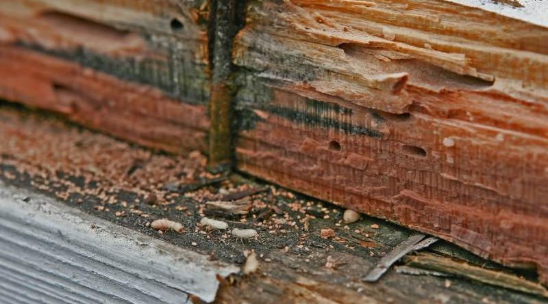 Gỗ bị mọt Gỗ bị mọt