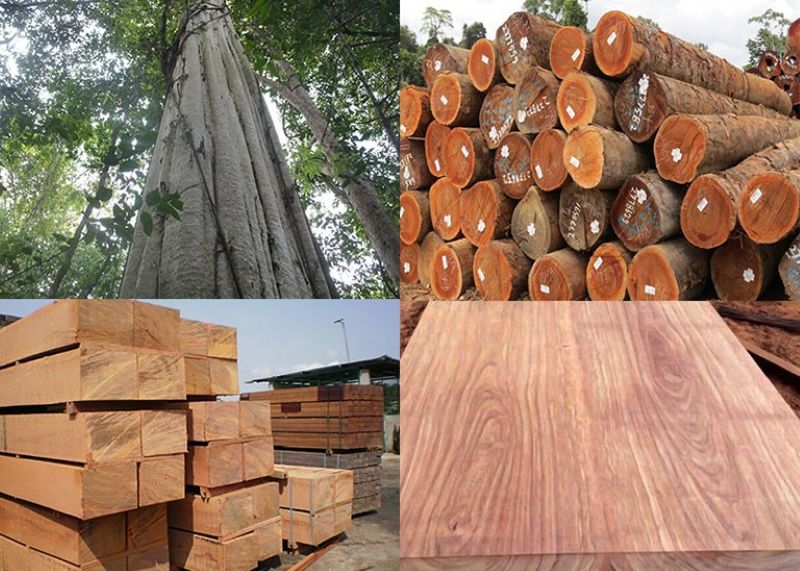 Gỗ gõ đỏ là gỗ gì? Đặc điểm và các loại phổ biến