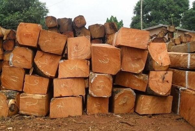 Các loại gỗ gụ Các loại gỗ gụ