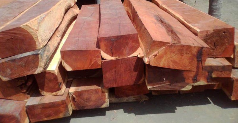 Gỗ gụ là gỗ gì? Đặc điểm và ứng dụng trong đời sống