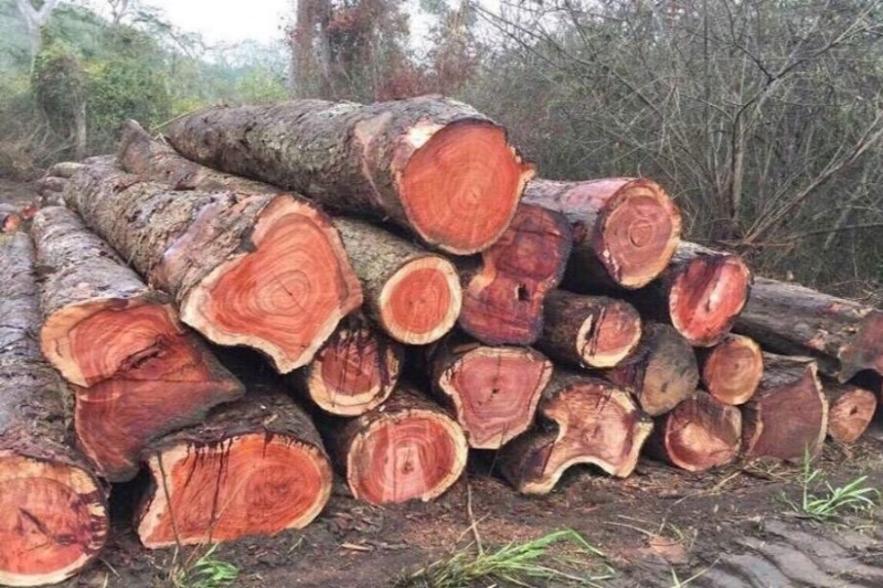 Gỗ hương đá: Đặc điểm và ứng dụng trong thi công nhà gỗ