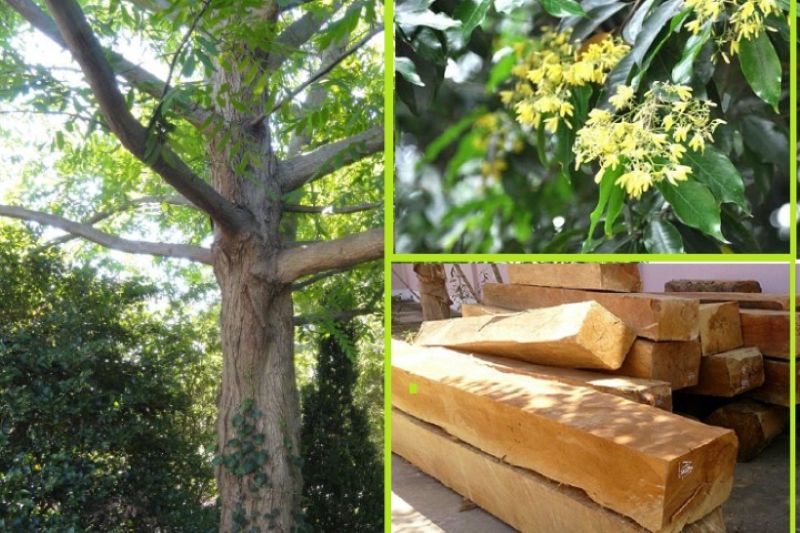 Các loại gỗ nhóm 2 Các loại gỗ nhóm 2
