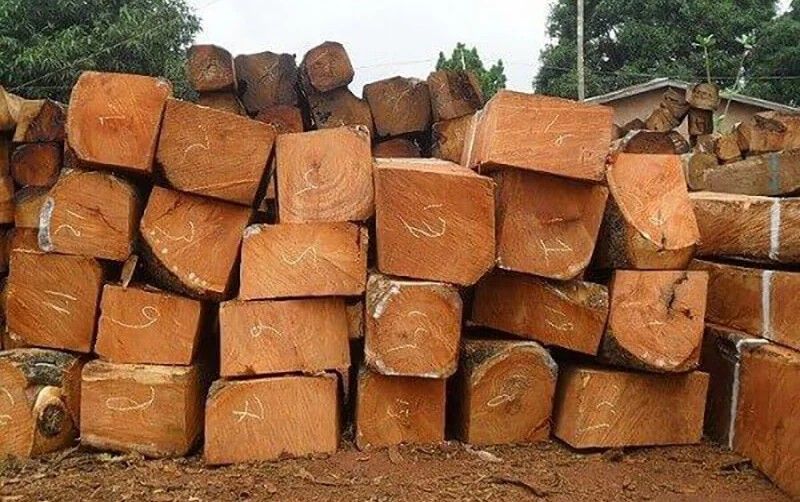 Giá gỗ nhóm 2 Giá gỗ nhóm 2