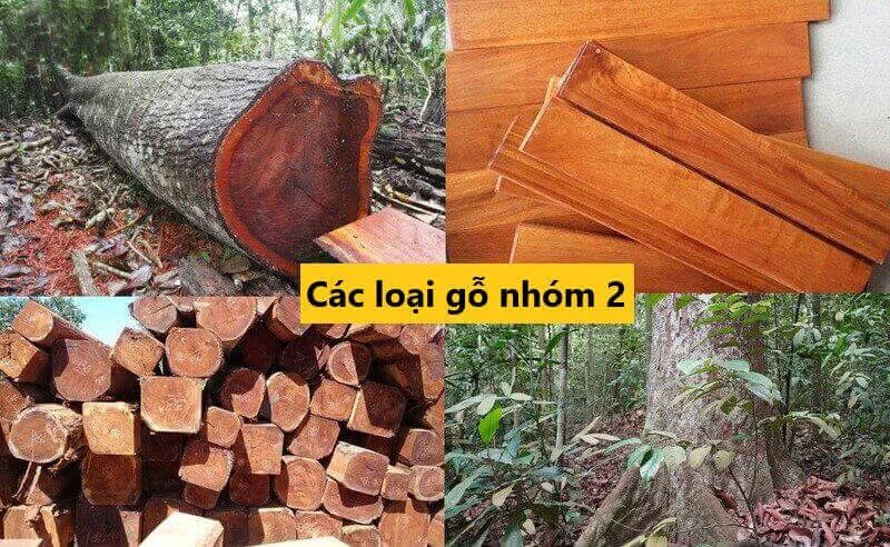 Gỗ nhóm 2 là gì? Danh sách các loại gỗ nhóm 2 tại Việt Nam