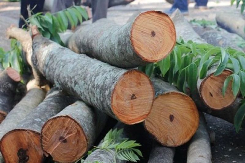 Gỗ nhóm 2 là gì? Gỗ nhóm 2 là gì?