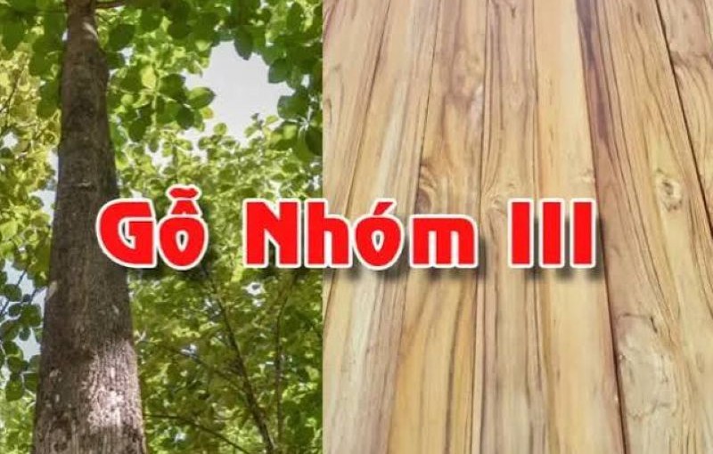 Gỗ nhóm 3 là gì? Tìm hiểu các loại gỗ nhóm 3 và cách sử dụng