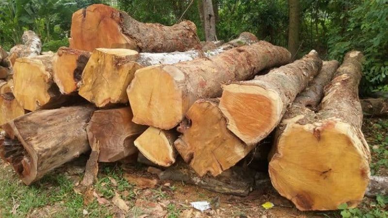 Gỗ tự nhiên nhóm 3
