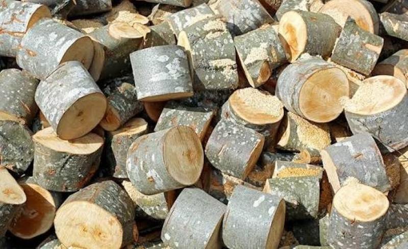 Gỗ nhóm 4 là gì? Các loại gỗ nhóm 4 phổ biến hiện nay
