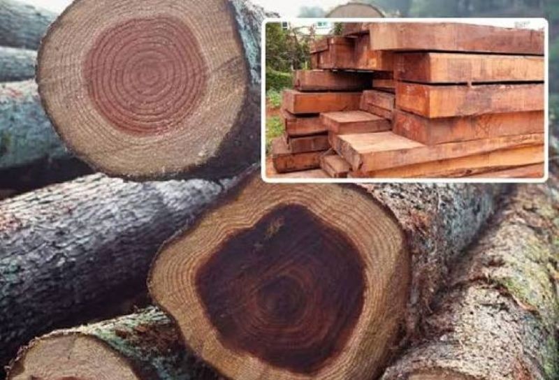 Gỗ nhóm 4 là gì? Gỗ nhóm 4 là gì?