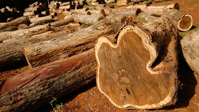 Gỗ teak là gì?
