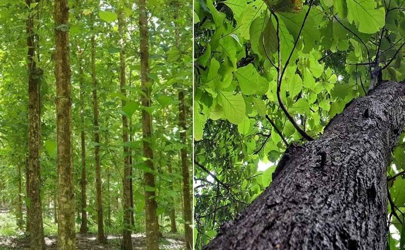 Gỗ teak là gỗ gì?