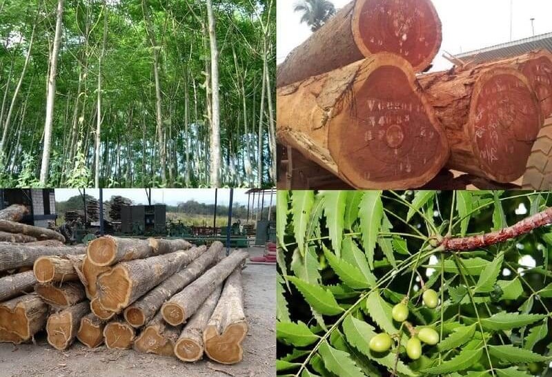Giá gỗ xoan 