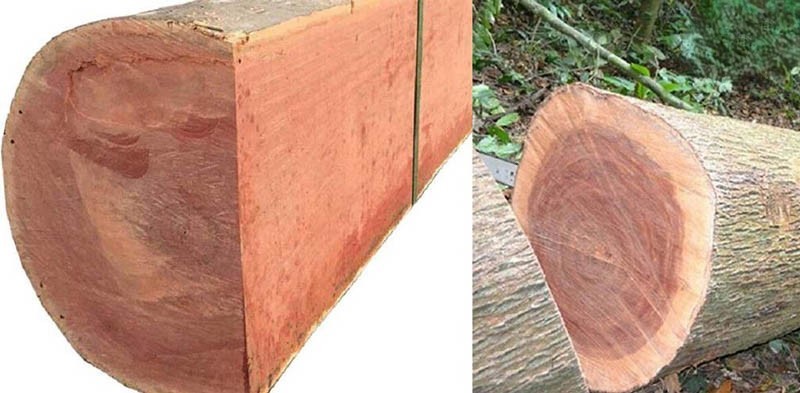 Gỗ xoan là gì? Các loại gỗ xoan và ứng dụng trong nhà gỗ