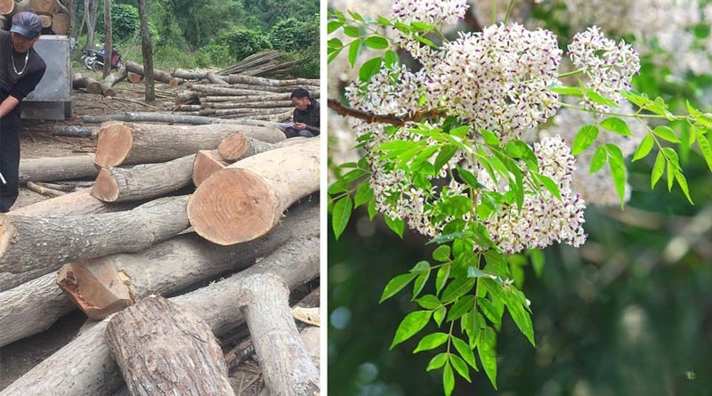 Gỗ xoan là gì?
