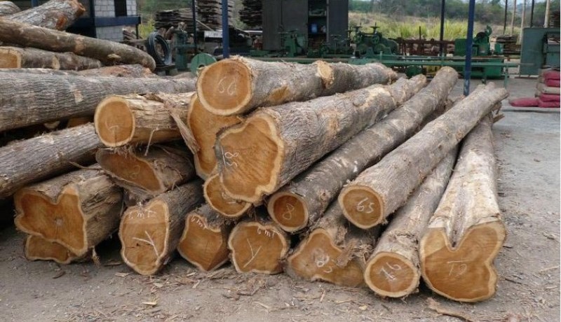 Gỗ xoan rừng