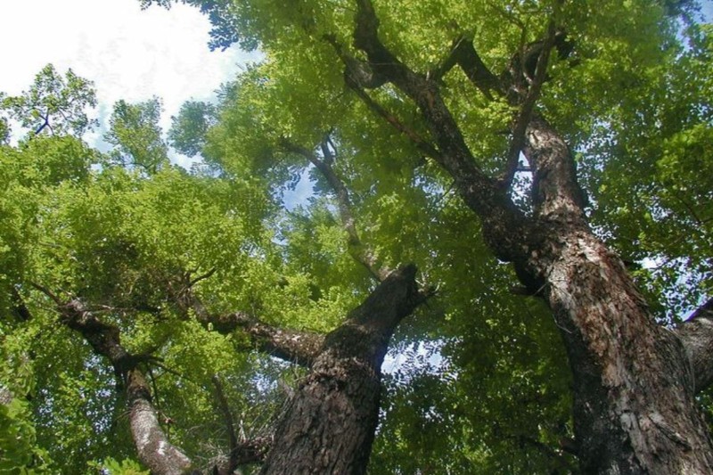 Gỗ xoan 