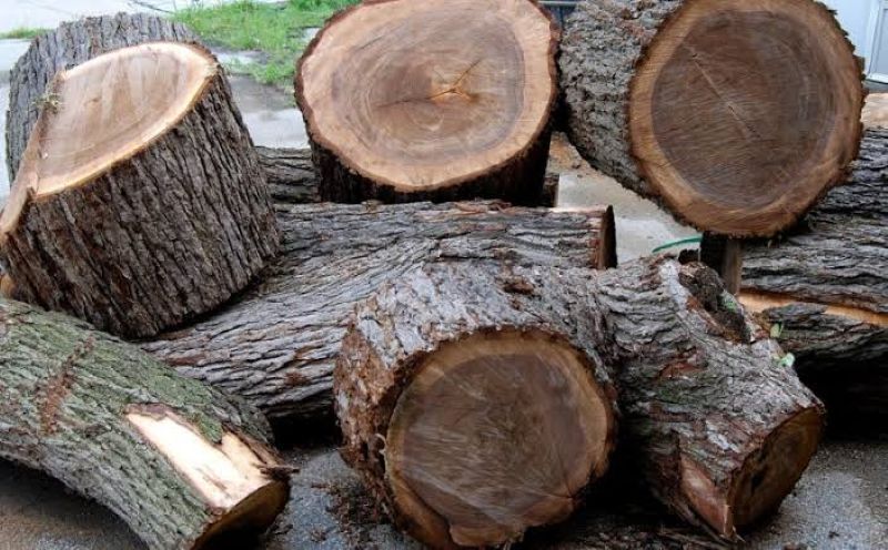 Phân loại các nhóm gỗ ở Việt Nam theo tiêu chuẩn mới nhất
