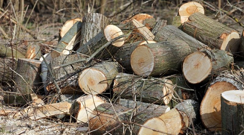 Xử lý gỗ là gì? Các phương pháp xử lý gỗ hiện đại 
