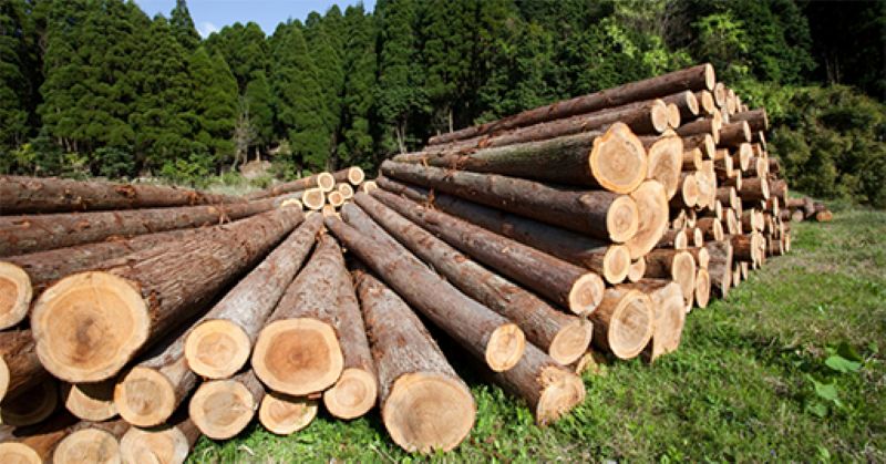 Xử lý gỗ 