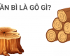 Gỗ tần bì là gỗ gì? Ưu nhược điểm và ứng dụng thực tế