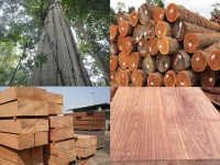 Gỗ gõ đỏ là gỗ gì? Đặc điểm và các loại phổ biến