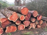 Gỗ hương đá: Đặc điểm và ứng dụng trong thi công nhà gỗ