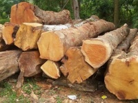 Gỗ mít có tốt không? Ứng dụng của gỗ mít trong xây dựng nhà gỗ