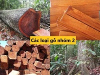 Gỗ nhóm 2 là gì? Danh sách các loại gỗ nhóm 2 tại Việt Nam
