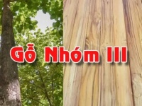 Gỗ nhóm 3 là gì? Tìm hiểu các loại gỗ nhóm 3 và cách sử dụng