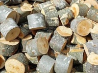 Gỗ nhóm 4 là gì? Các loại gỗ nhóm 4 phổ biến hiện nay