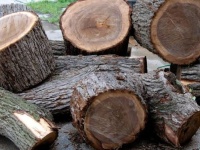 Phân loại các nhóm gỗ ở Việt Nam theo tiêu chuẩn mới nhất